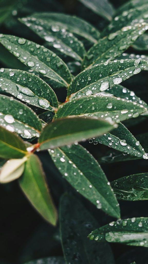 Monsoon Plant Care Tips How to Grow: Complete Visual Guide