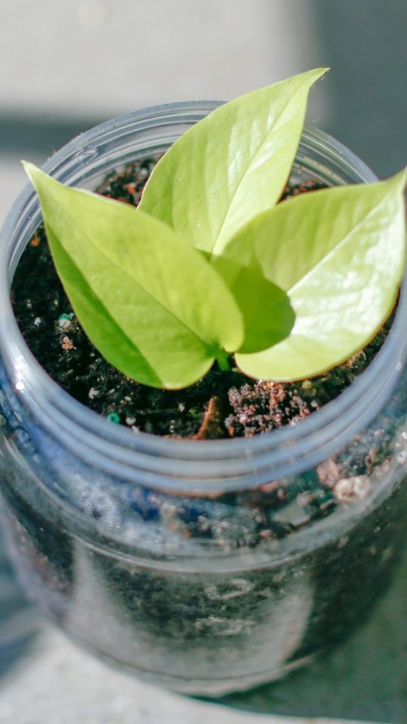 Plant Propagation Methods How to Grow: Complete Visual Guide