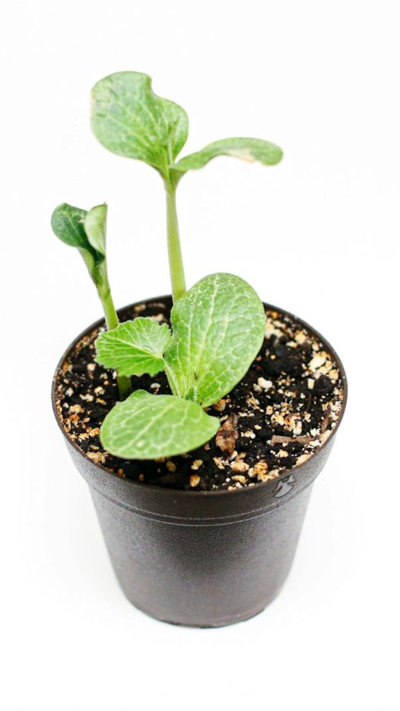 Inch Plant Amazing Facts: Complete Visual Guide