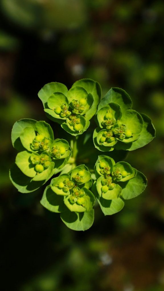 Sorrel Benefits: Complete Visual Guide