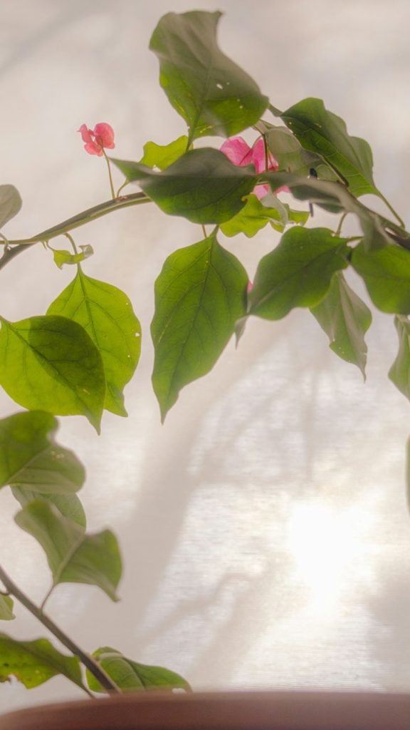 Hoya Plant Care Indoors: The Complete Growing Guide Care Tips: Complete Visual Guide