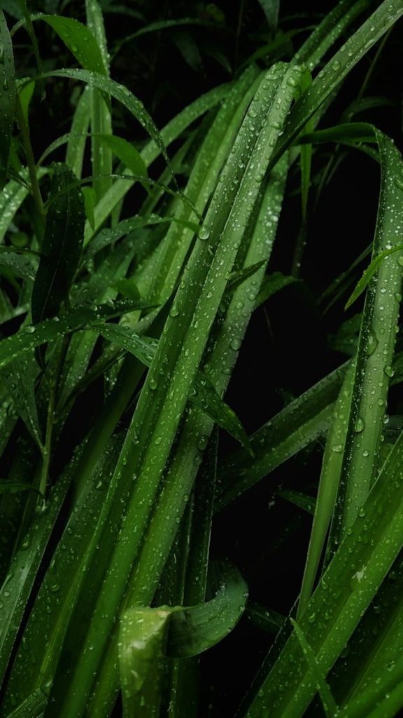 Seed Germination Tips Faster India: Sprout Seeds Quickly Benefits: Complete Visual Guide