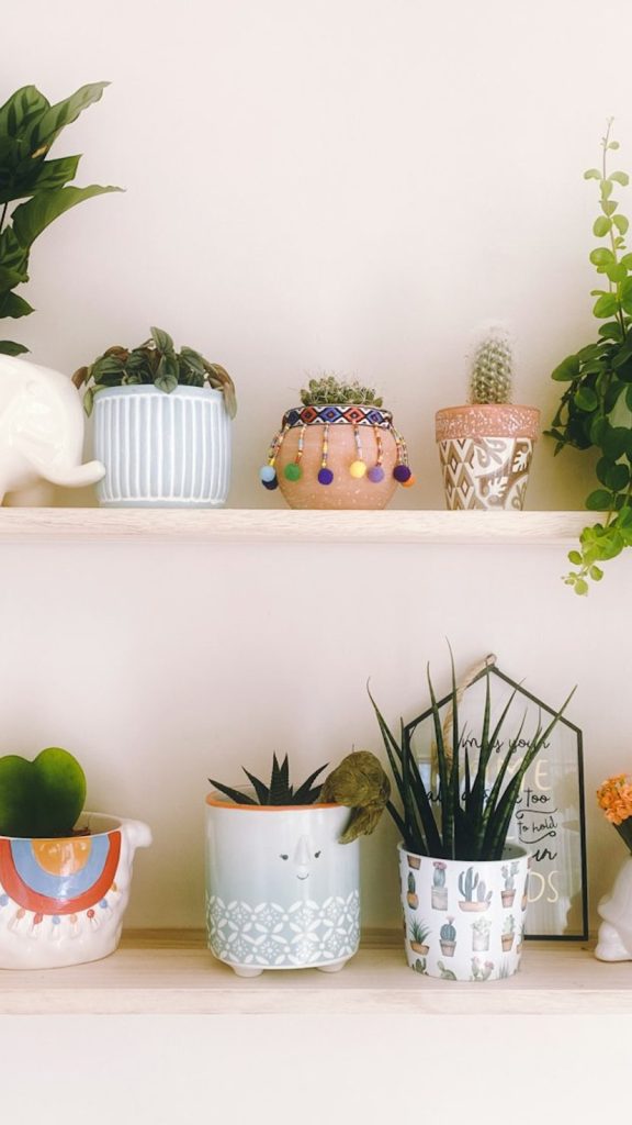 Trailing Indoor Plants for Shelves: Complete Care Guide Care Tips: Complete Visual Guide