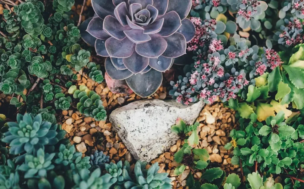 Hanging Succulents plant growing in terracotta pot at home