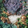 Hanging Succulents plant growing in terracotta pot at home
