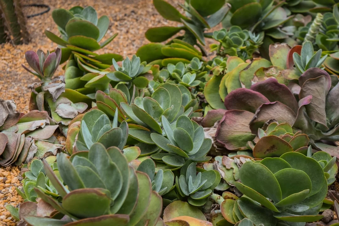 Hanging Succulents plant growing in terracotta pot at home — hanging succulent plants care