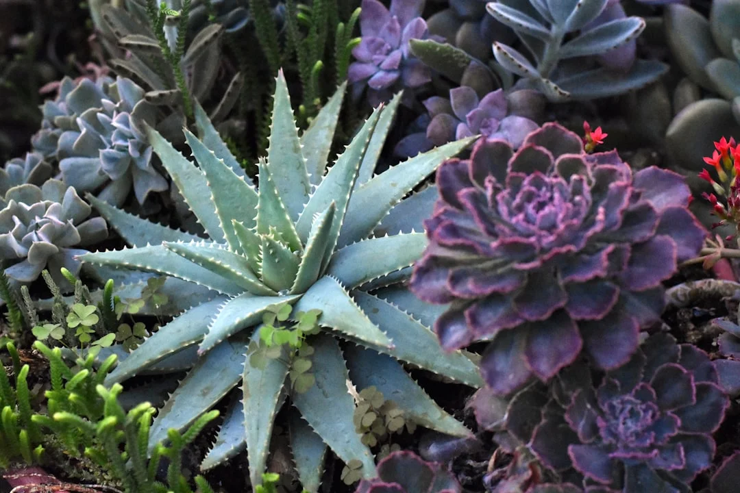 Hanging Succulents plant growing in terracotta pot at home — hanging succulent plants care