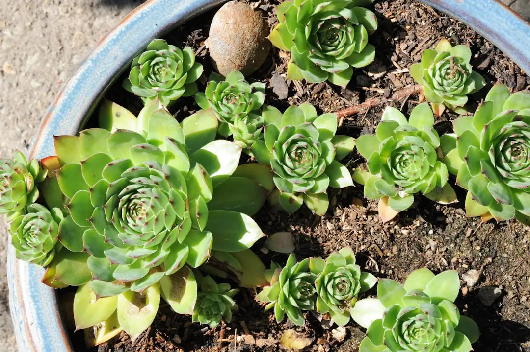 Hens and Chicks Succulent plant growing in terracotta pot at home — hens and chicks succulent care indoors