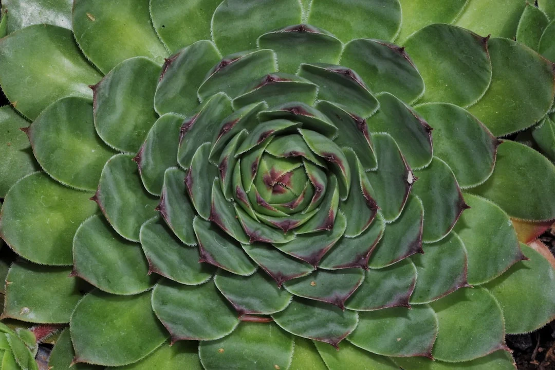 Hens and Chicks Succulent plant growing in terracotta pot at home — hens and chicks succulent care