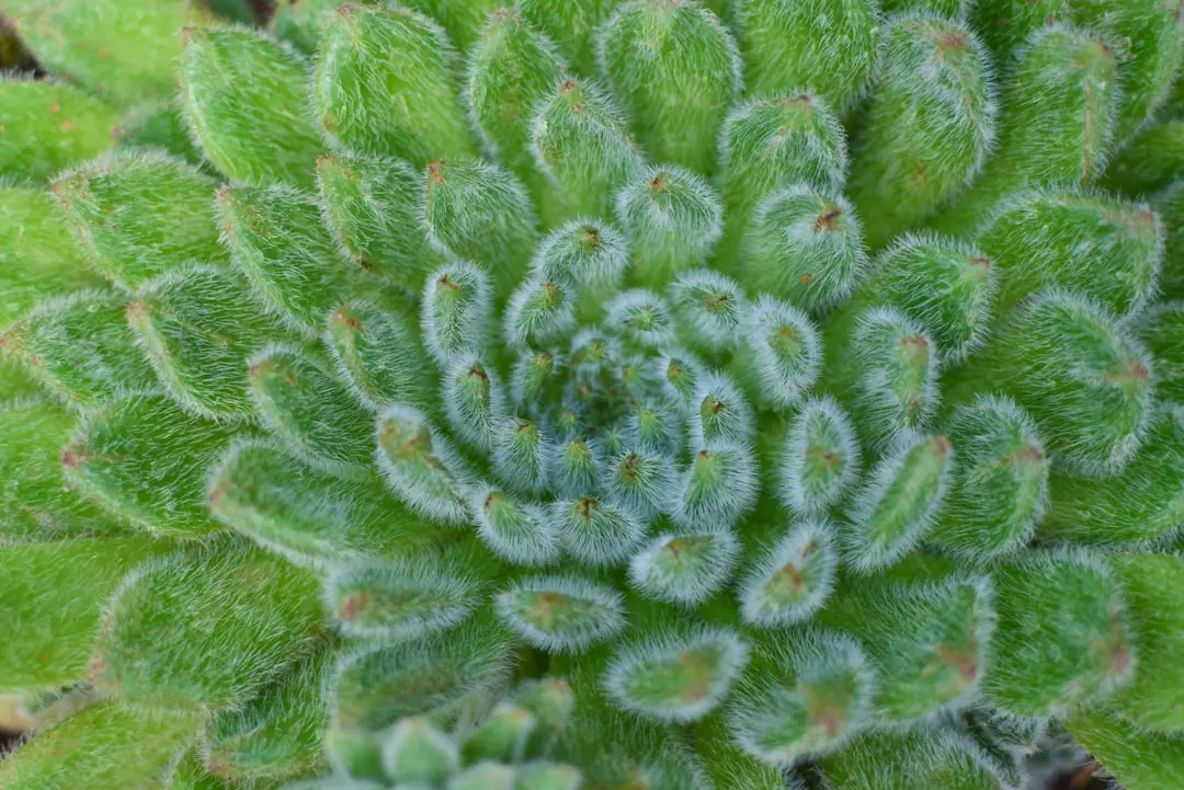 Hens and Chicks Succulent plant growing in terracotta pot at home — hens and chicks succulent care indoors