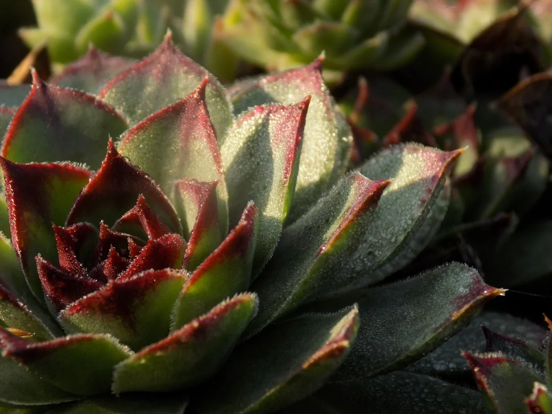 Hens and Chicks Succulent plant growing in terracotta pot at home — hens and chicks succulent care