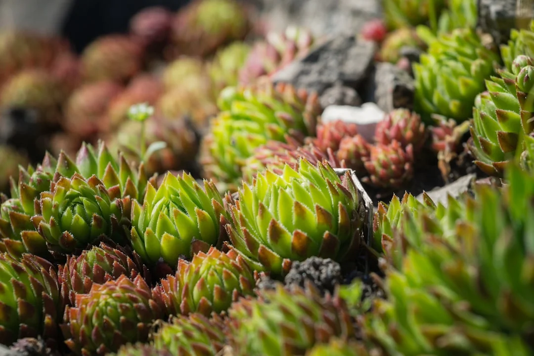 Hens and Chicks Succulent plant growing in terracotta pot at home — hens and chicks succulent care