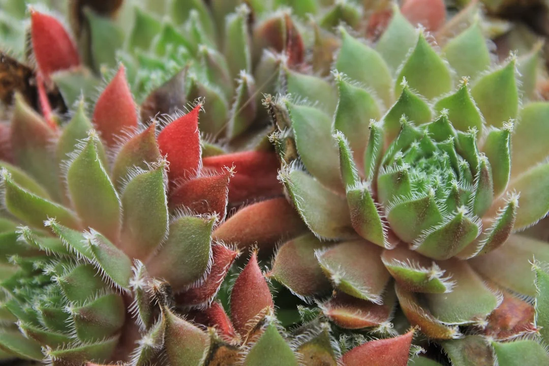 Hens and Chicks Succulent plant growing in terracotta pot at home — hens and chicks succulent care indoors