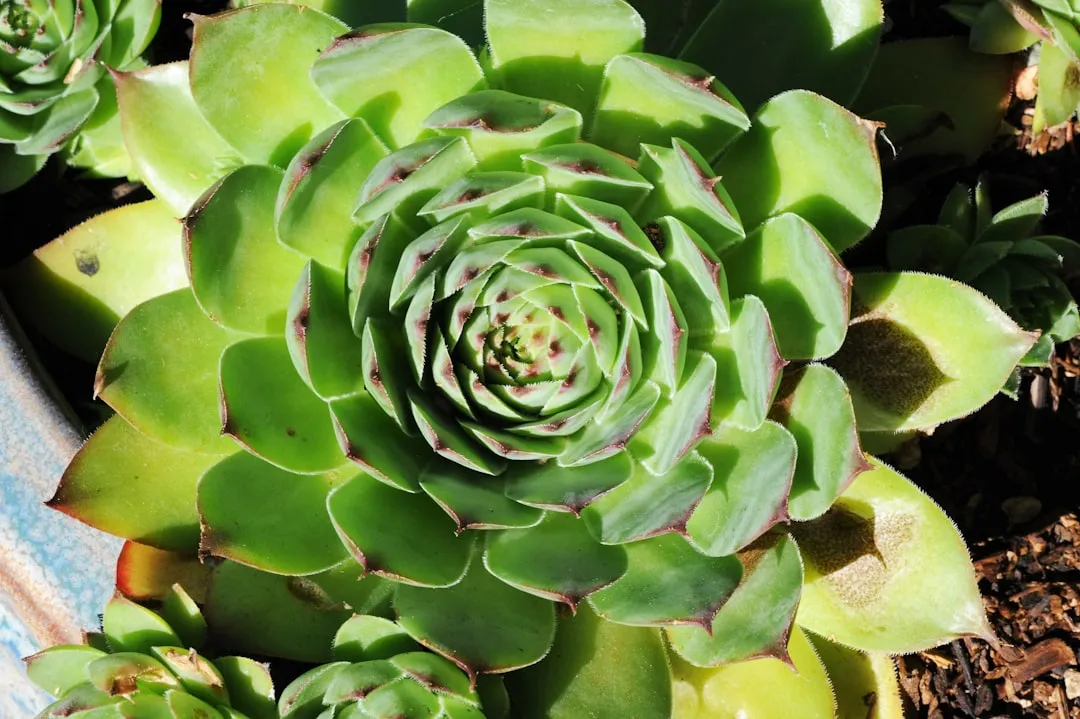 Hens and Chicks Succulent plant growing in terracotta pot at home — hens and chicks succulent care