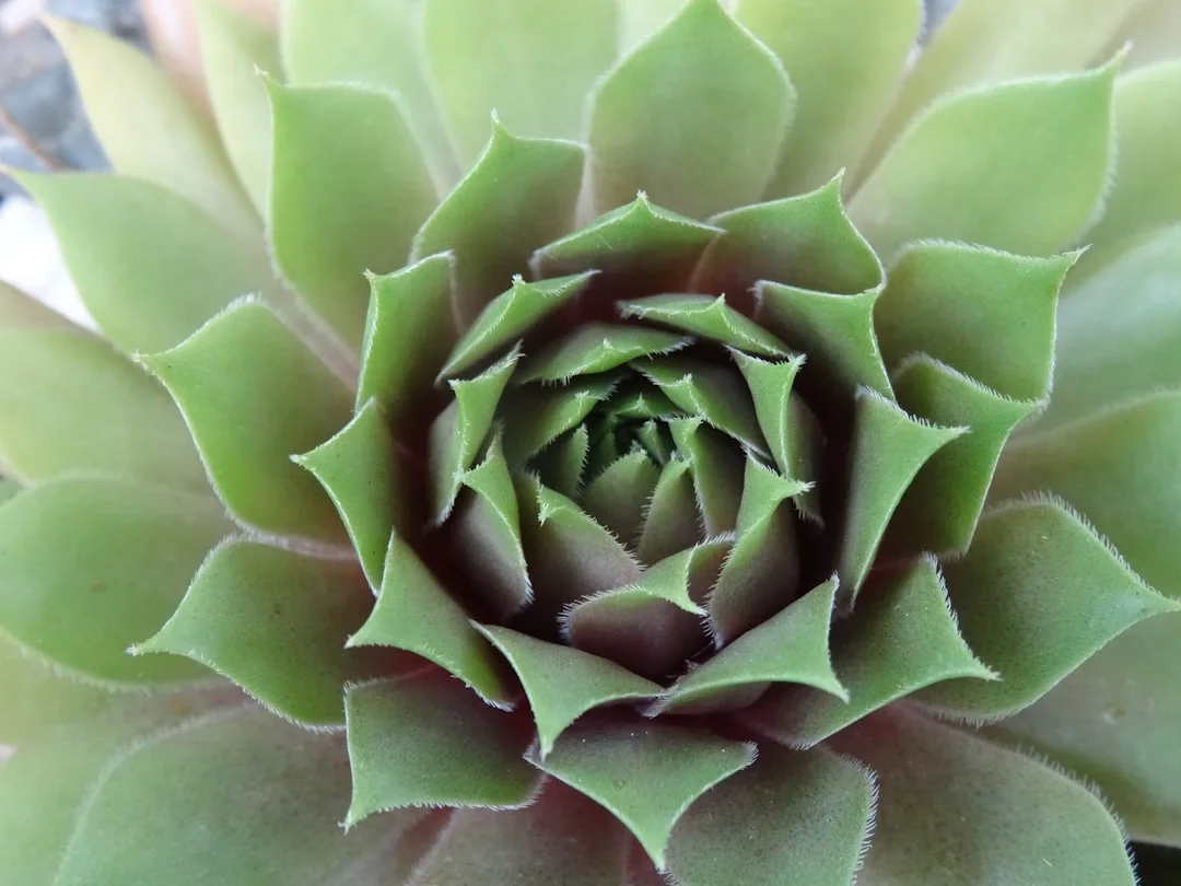 Hens and Chicks Succulent plant growing in terracotta pot at home — hens and chicks succulent care