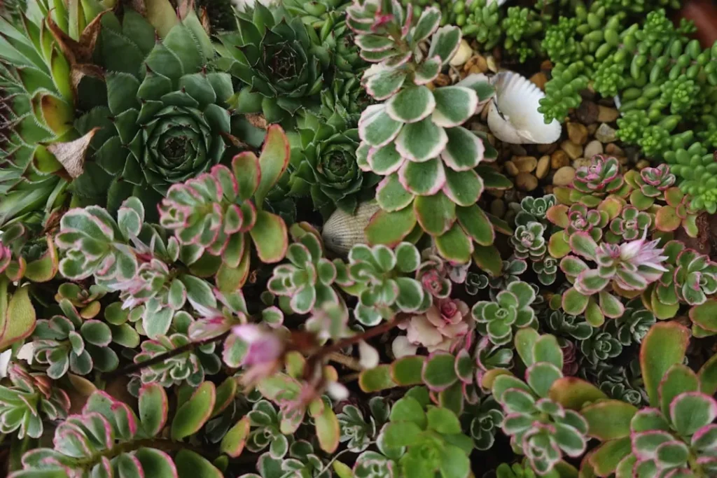 Hens and Chicks Succulent plant growing in terracotta pot at home