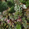 Hens and Chicks Succulent plant growing in terracotta pot at home
