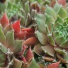 Hens and Chicks Succulent plant growing in terracotta pot at home