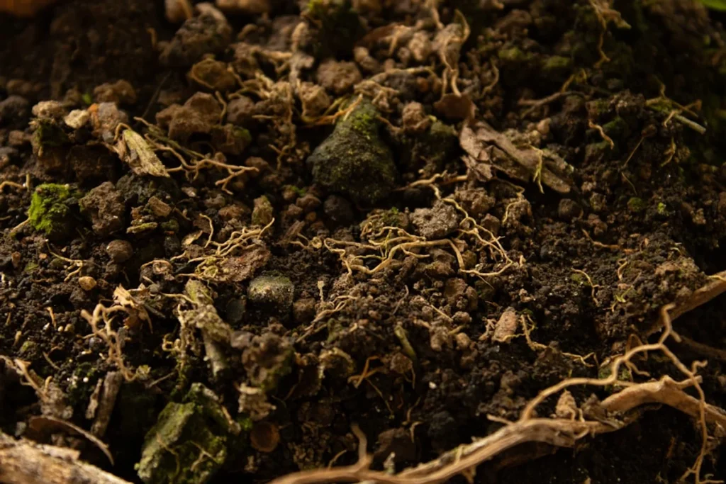 home composting kitchen waste india — a close up of a pile of dirt