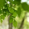 homemade fertilizer plants india garden plant