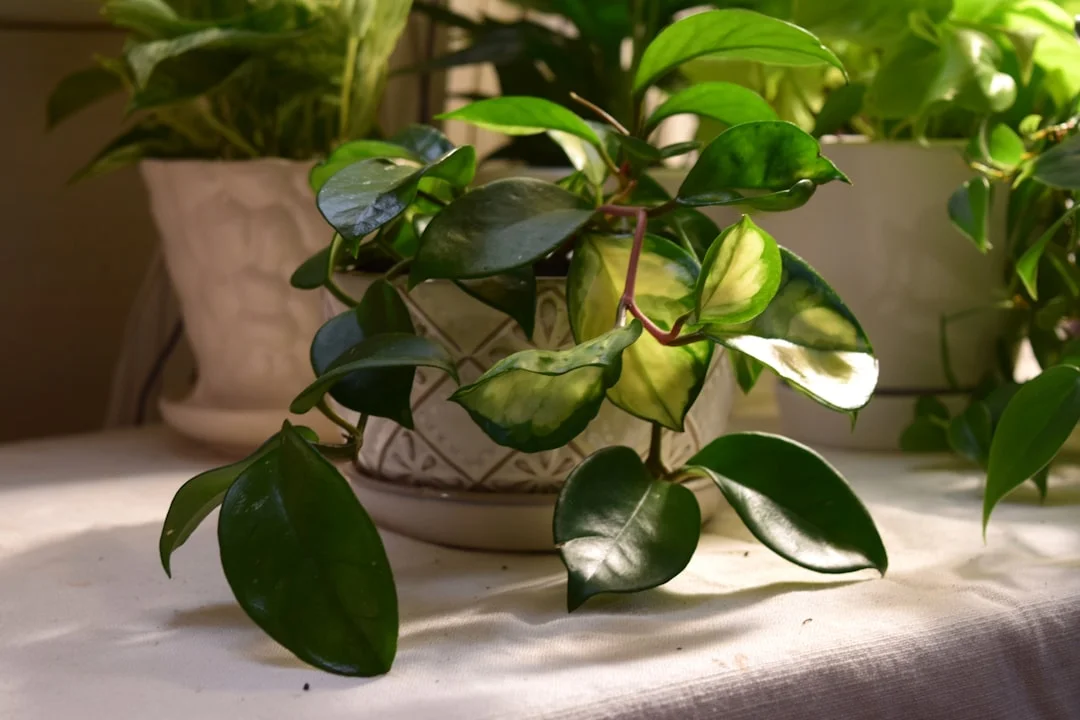 Hoya Plant plant growing in terracotta pot at home — hoya plant care indoors