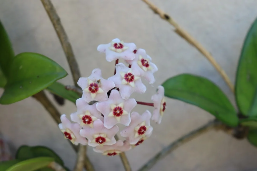 Hoya Plant plant growing in terracotta pot at home — hoya plant care indoors