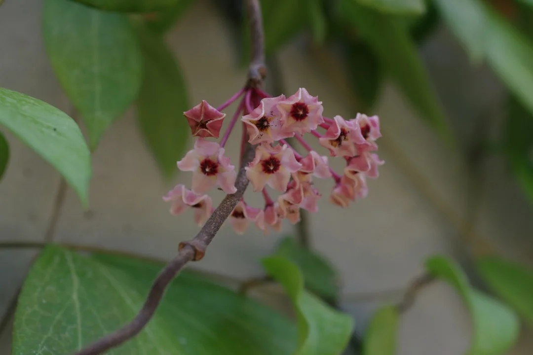 Hoya Plant plant growing in terracotta pot at home — hoya plant care indoors