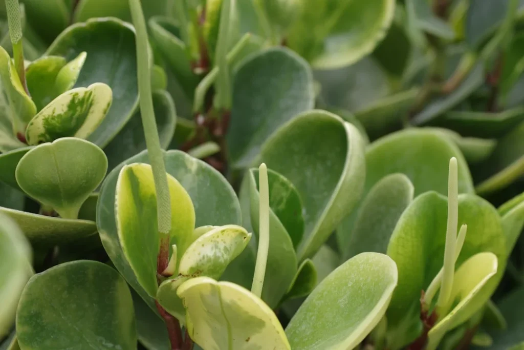 Hoya Plant plant growing in terracotta pot at home