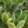 Hoya Plant plant growing in terracotta pot at home