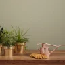 Indoor Plant Watering plant growing in terracotta pot at home