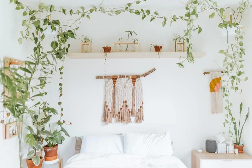 Indoor Plants plant growing in terracotta pot at home