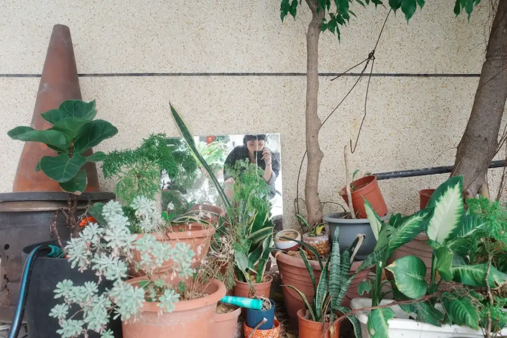 Indoor Plants plant growing in terracotta pot at home