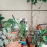Indoor Plants plant growing in terracotta pot at home