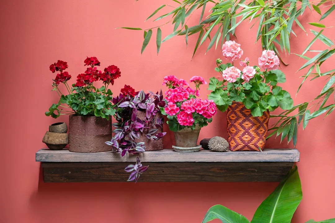 Indoor Plants plant growing in terracotta pot at home — how to care for succulents indoors