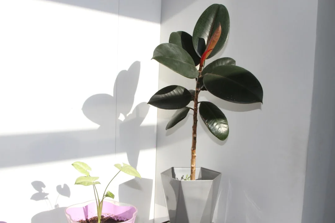 Indoor Plants plant growing in terracotta pot at home — how to care for succulents indoors