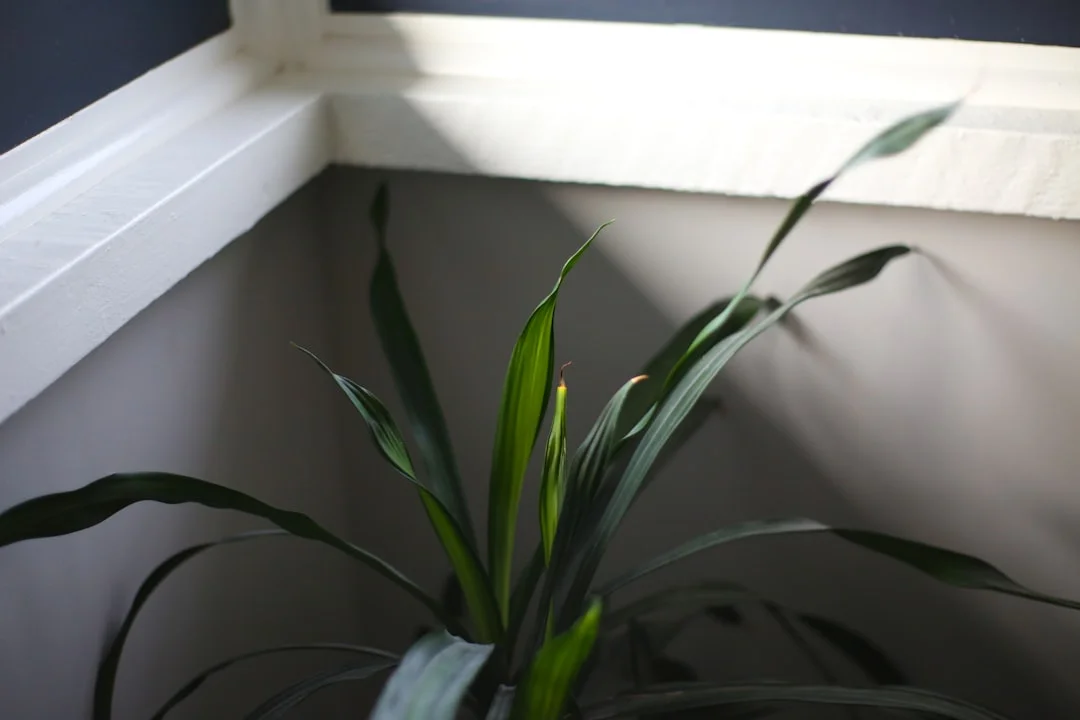 Indoor Plants for Air Quality plant growing in terracotta pot at home — best indoor plants for air quality