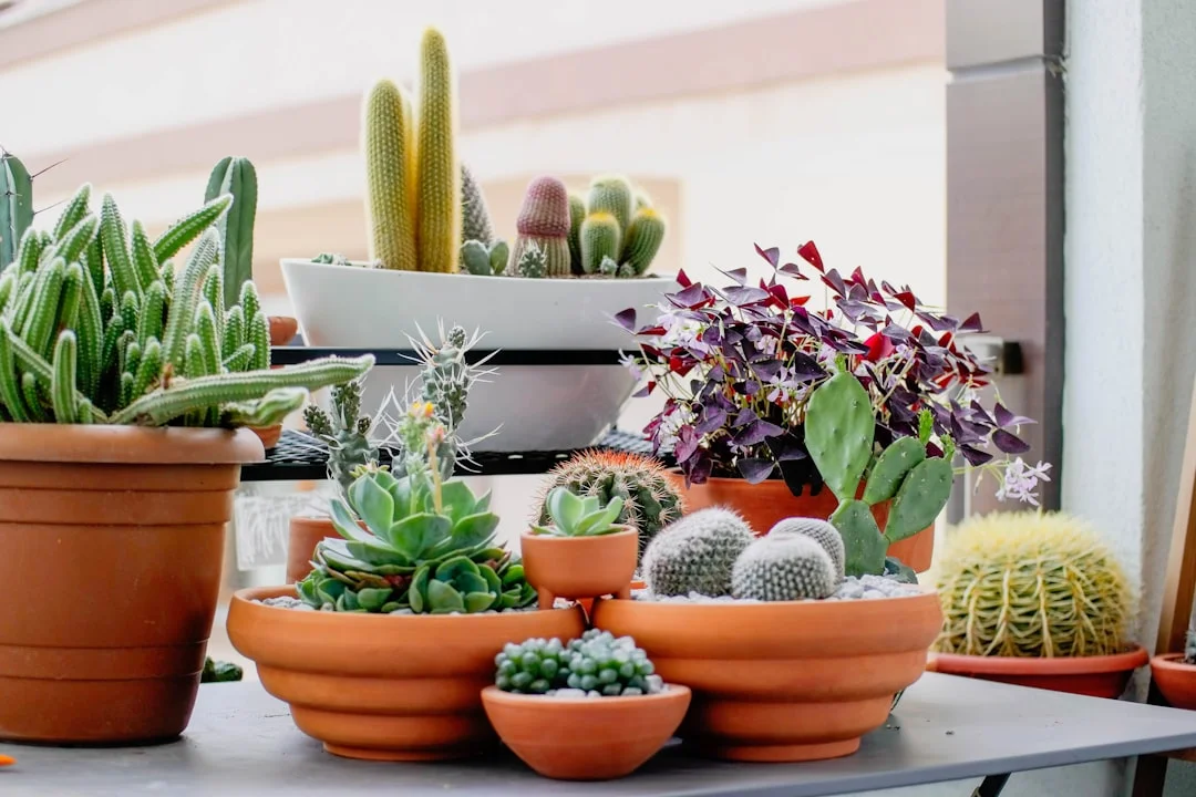 Indoor Plants for Air Quality plant growing in terracotta pot at home — best indoor plants for air quality