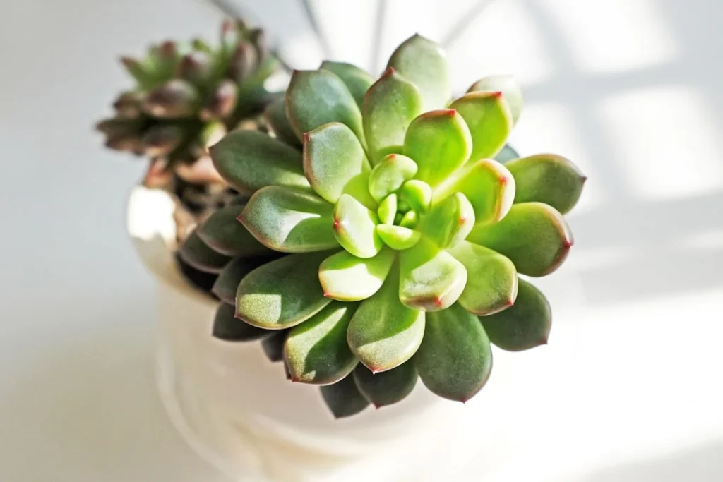Indoor Plants for Air Quality plant growing in terracotta pot at home