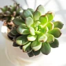 Indoor Plants for Air Quality plant growing in terracotta pot at home
