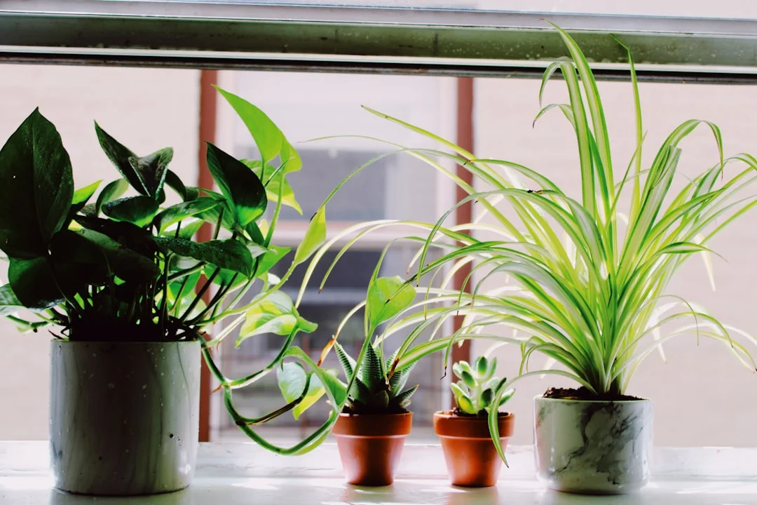 Indoor Plants (General Care) plant growing in terracotta pot at home — how to fertilize indoor plants