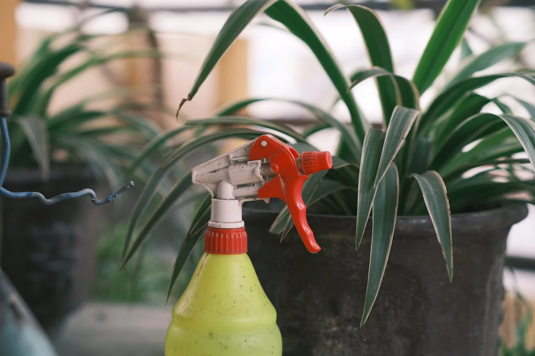 Indoor Plants (General Care) plant growing in terracotta pot at home — how to fertilize indoor plants