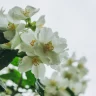 Jasmine plant growing in terracotta pot at home