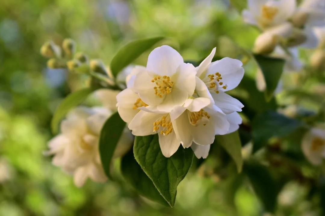 Jasmine plant growing in terracotta pot at home — jasmine plant care grow