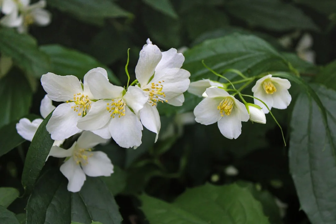 Jasmine plant growing in terracotta pot at home — jasmine plant care grow