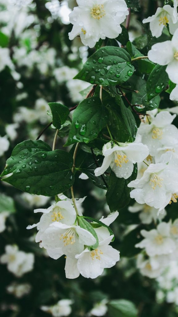 a bunch of white flowers with green leaves