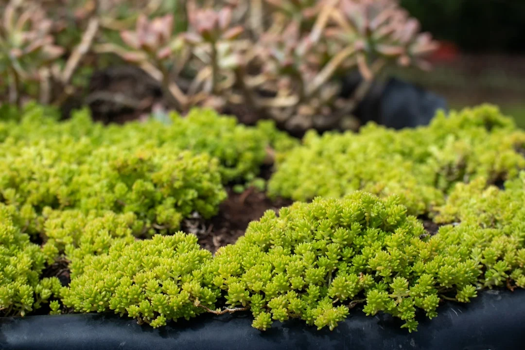 Jelly Bean Succulent plant growing in terracotta pot at home — jelly bean succulent care