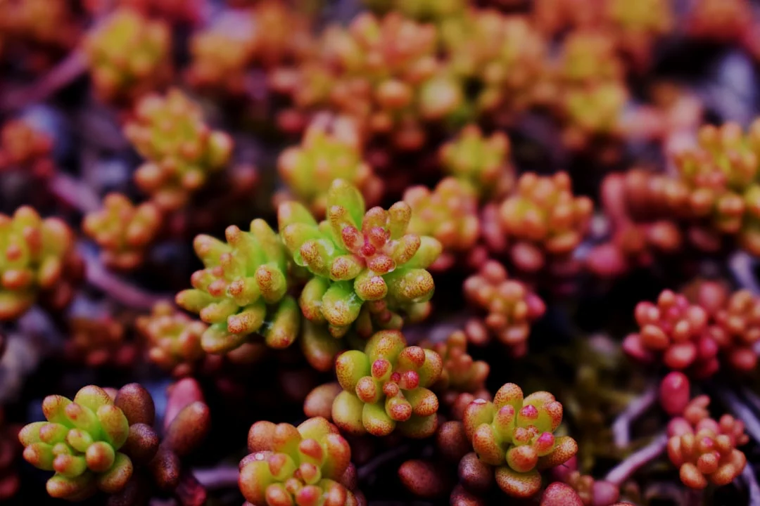 Jelly Bean Succulent plant growing in terracotta pot at home — jelly bean succulent care