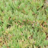 Jelly Bean Succulent plant growing in terracotta pot at home