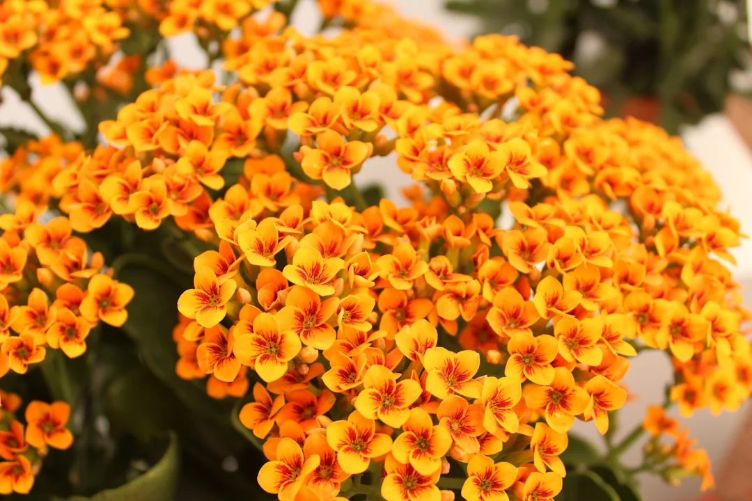Kalanchoe plant growing in terracotta pot at home — kalanchoe plant indoor outdoor