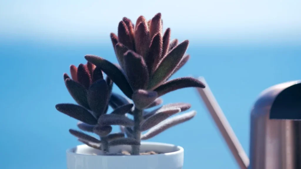 Kalanchoe plant growing in terracotta pot at home